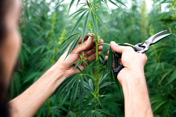 Hemp Compliance Module (SW-00005-000)